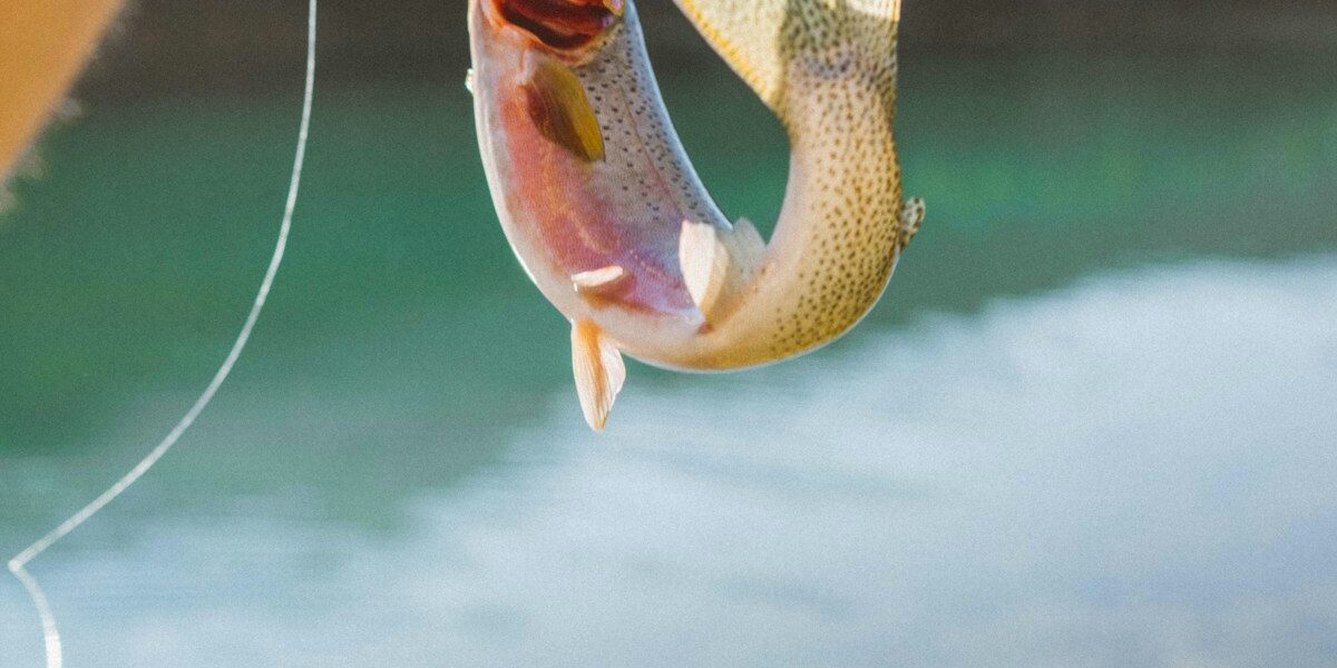 Six Years of Kayak Bass Fishing Lessons