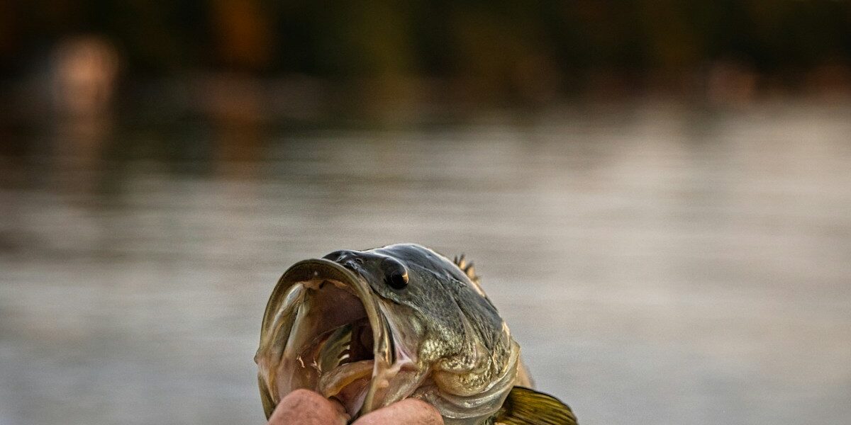 Trout Stocking Thursday at Miller Creek