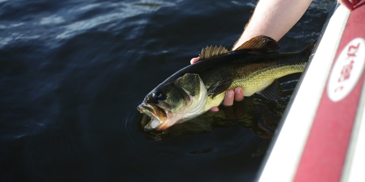 Lake Levels Dropping: North Ramps May Close