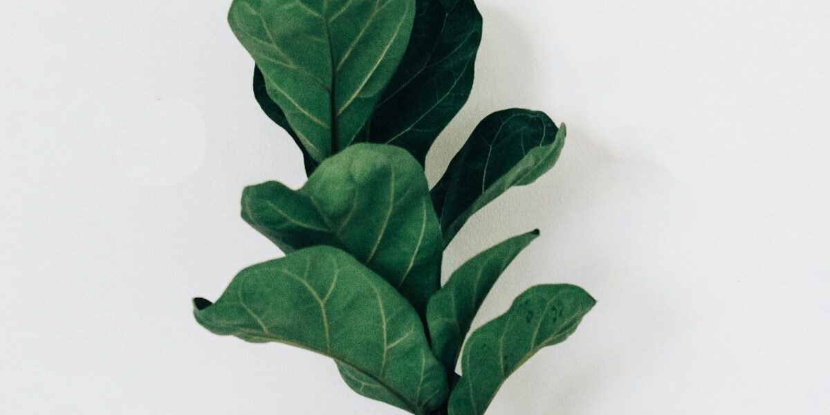 Trophy Pike Fishing Tips