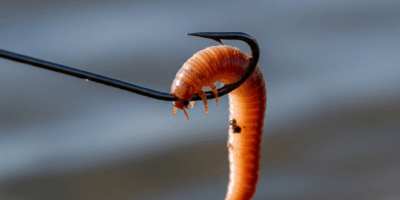 Why Your Worm Keeps Flying Off the Hook on Cast
