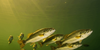 Why Fish Suspend in the Water Column and Wont Bite