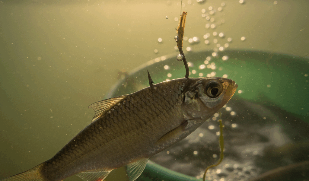 Why Your Live Bait Keeps Dying on the Hook