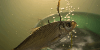 Why Your Live Bait Keeps Dying on the Hook